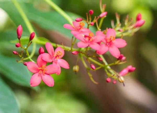 Egyptian Star Cluster pink flowers