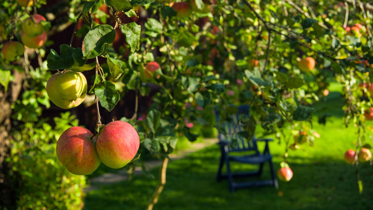  Apple tree in garden with chair. 