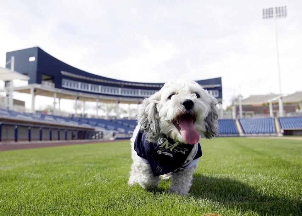 In this Feb. 22, 2014 photo, Milwaukee Brewers mascot, Hank, is at the team's spring training baseball practice in Phoenix. The team has unofficially adopted the dog and assigned the name “Hank” after baseball great Hank Aaron. (AP Photo/Rick Scuteri)