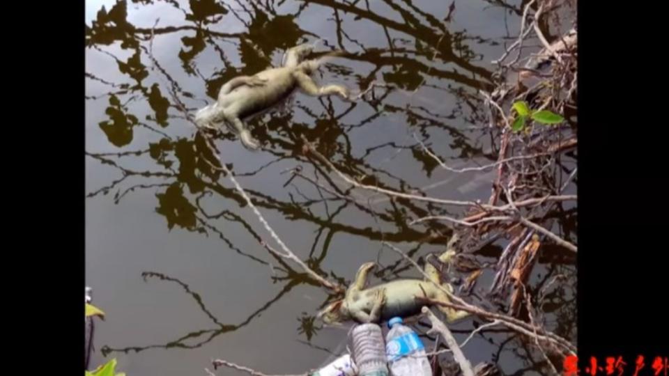 多隻綠鬣蜥屍體在水面上漂浮。（圖／翻攝自吳小珍YouTube）