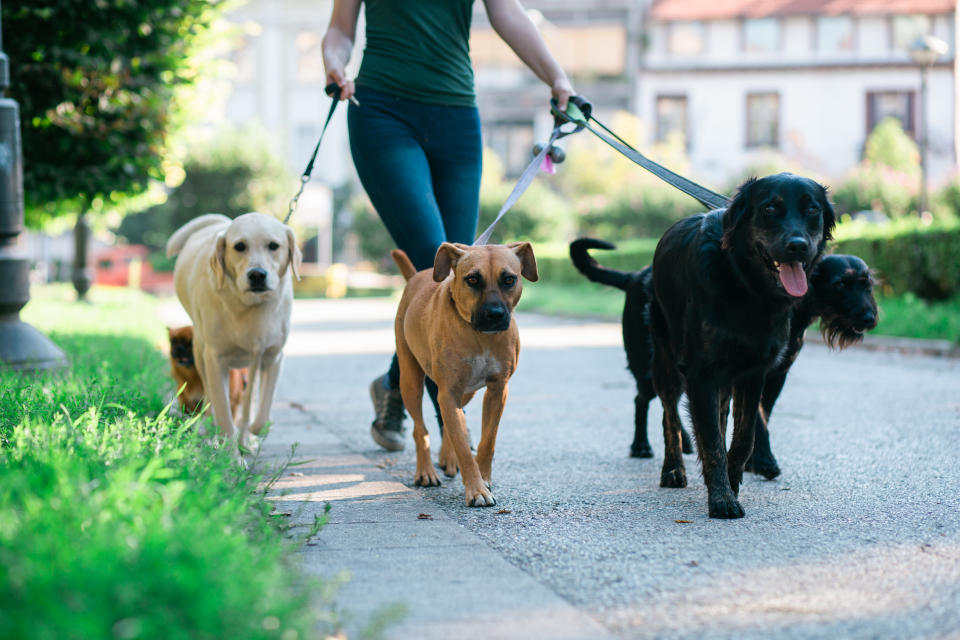 Dog walker enjoying with dogs while walking outdoors.