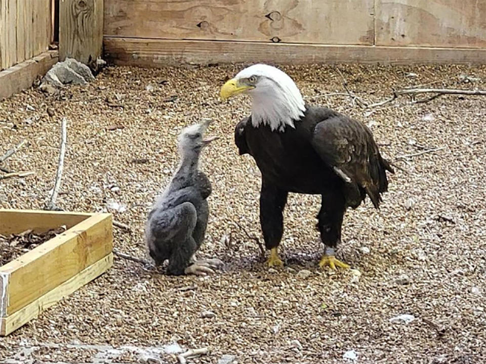 Murphy the eagle with his adopted child.  / Credit: World Bird Sanctuary/Instagram