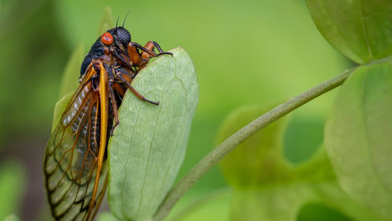 A red-eyed, 17-year Brood X cicada completes its transformation on a plant in the woods of Virginia.