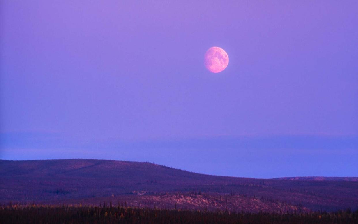 Strawberry Full Moon