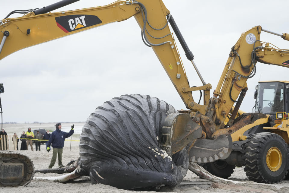 Heavy machinery is used to roll a dead whale in Lido Beach, N.Y., Tuesday, Jan. 31, 2023. The 35-foot humpback whale, that washed ashore and subsequently died, is one of several cetaceans that have been found over the past two months along the shores of New York and New Jersey. (AP Photo/Seth Wenig)