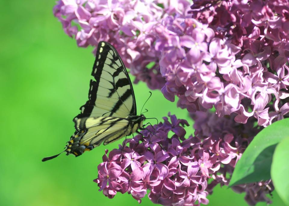 A swallow tail butterfly with battered wings works its way around the blooms in the late afternoon on a lilac bush in full bloom in Barnstable on May 18. Steve Heaslip/Cape Cod Times