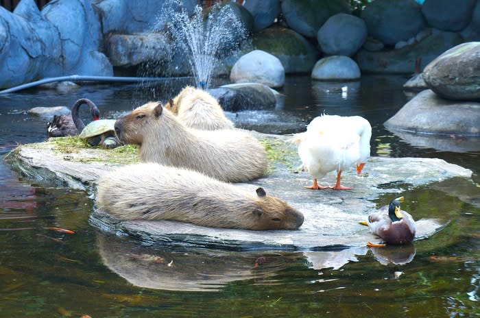 Capybara: The animal collection consists of species from around the world, such as handsome tigers from Africa and Sumatra, the biggest rodent, a capybara, from South America, various kinds of small apes mostly from South America, as well as orangutans from Indonesia. (