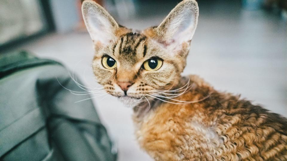 Devon rex cat