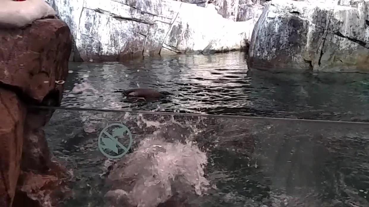 Adorable Penguin Attempts to Escape