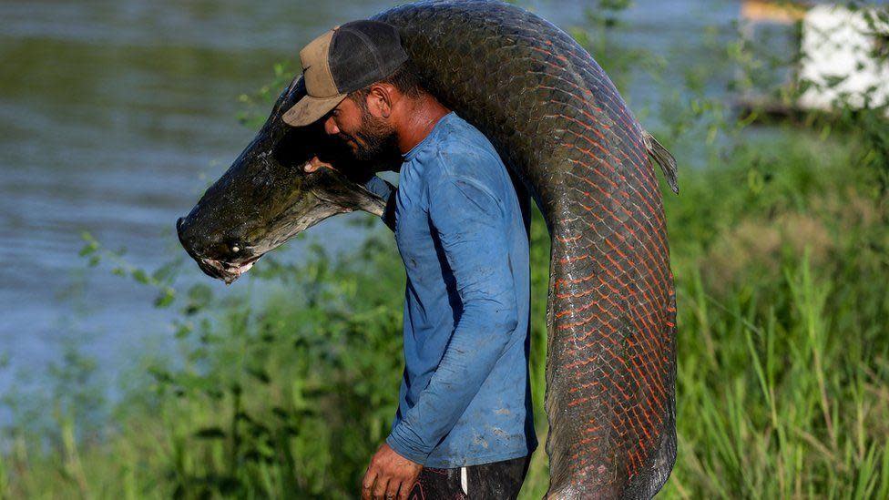 Un pescador carga un paiche sobre el hombro