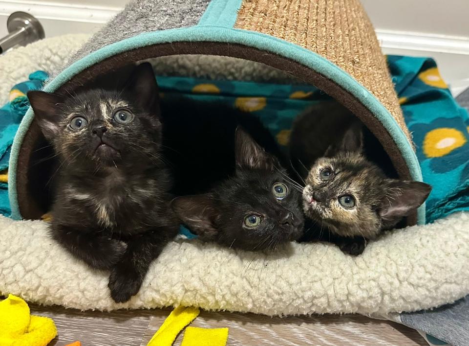 Five kittens found in a taped-up box on Covington train tracks have a new lease on life.