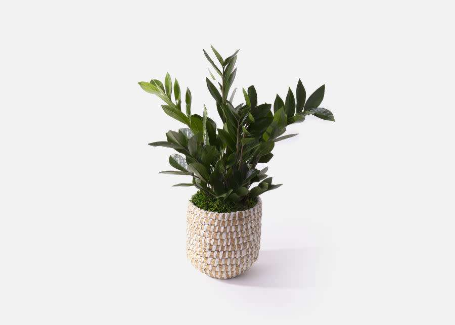 Easy ZZ House Plant