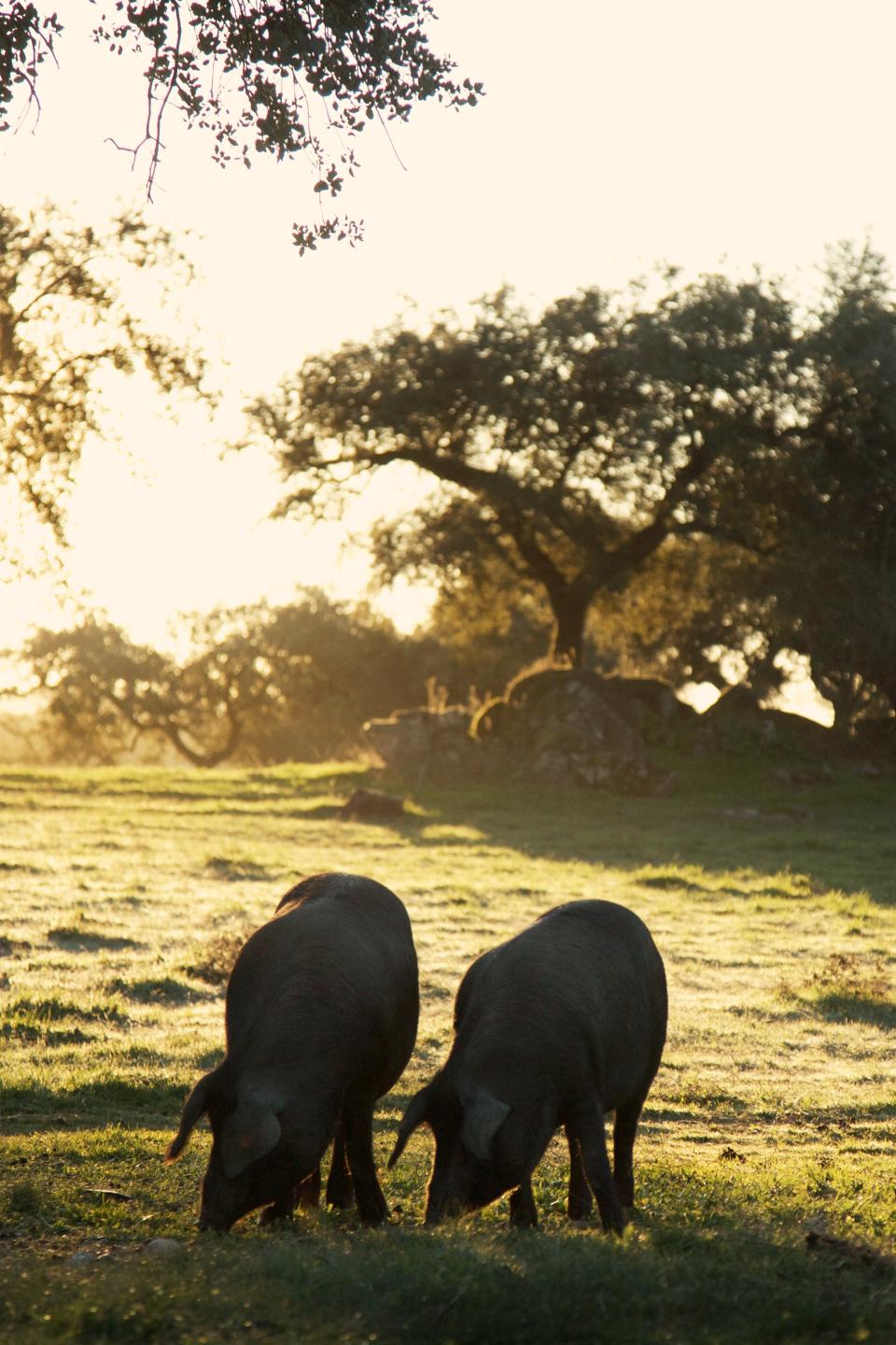 The pigs that make jamón Ibérico live in harmony among oak trees and grassland.