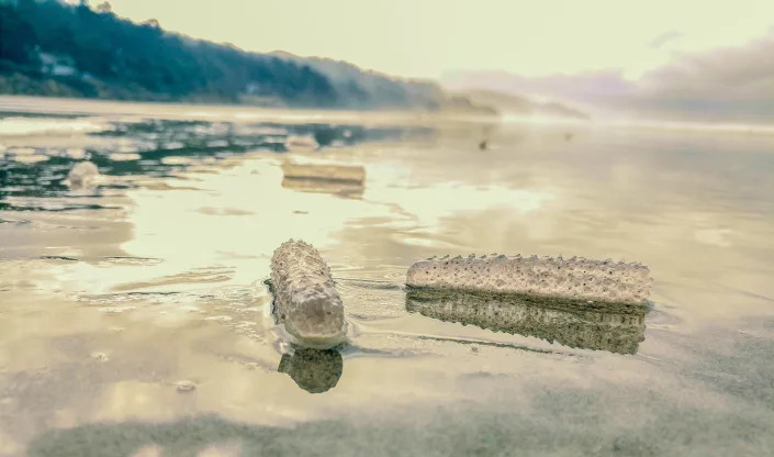 Pyrosomes on Arcadia Beach along the northern Oregon coast.