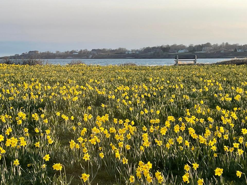 Daffodils as far as the eye can see.