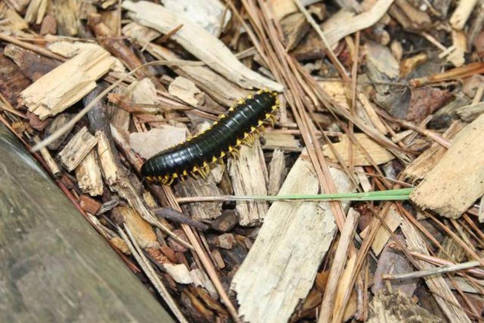 A centipede crawls on a trail at the Hemlock Bluffs Nature Preserve in Cary.