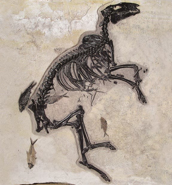 This is the most complete skeleton of a so-called dawn horse ever discovered. This specimen of Protorohippus venticolus was much more diminutive than today's horses, standing less than two feet high at the shoulder, but its long back legs sugge