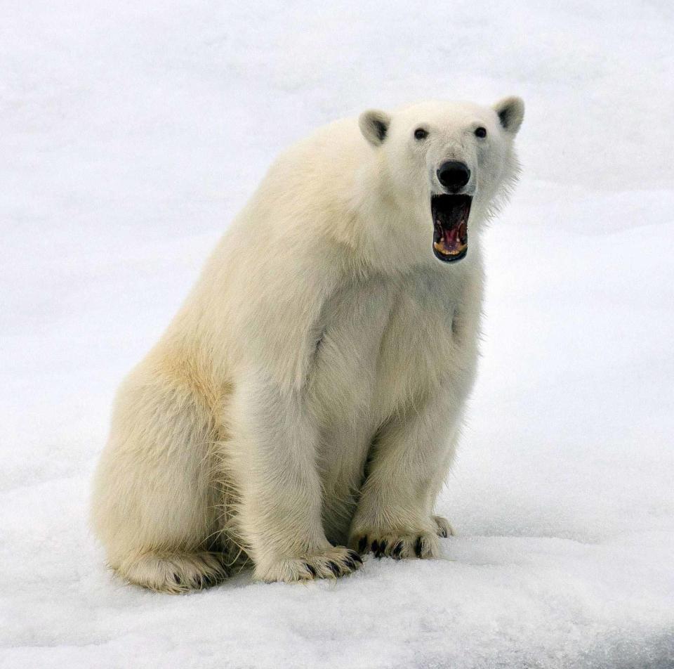 Open wide: This polar bear could be either yawning or shocked as Sergey snaps the furry creature in action on Franz Josef Land, Russia.