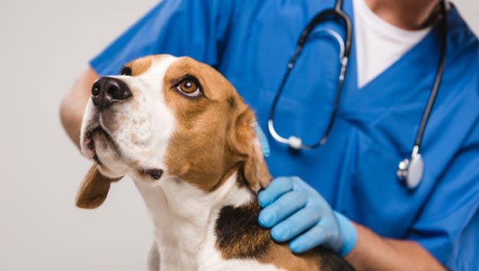 Lysosomal Storage Diseases in Dogs: Symptoms, Causes, & Treatments