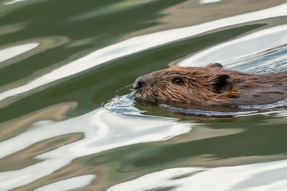 Beavers were first reintroduced in Britain in 2019 after going largely extinct 400 years ago  (Getty/iStock)