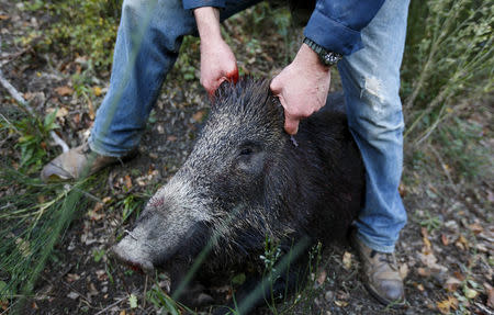 FILE PHOTO: Tommaso Gaggi holds a dead wild boar during an hunt in Castell'Azzara, Tuscany, central Italy, November 1, 2015. REUTERS/Max Rossi/File Photo