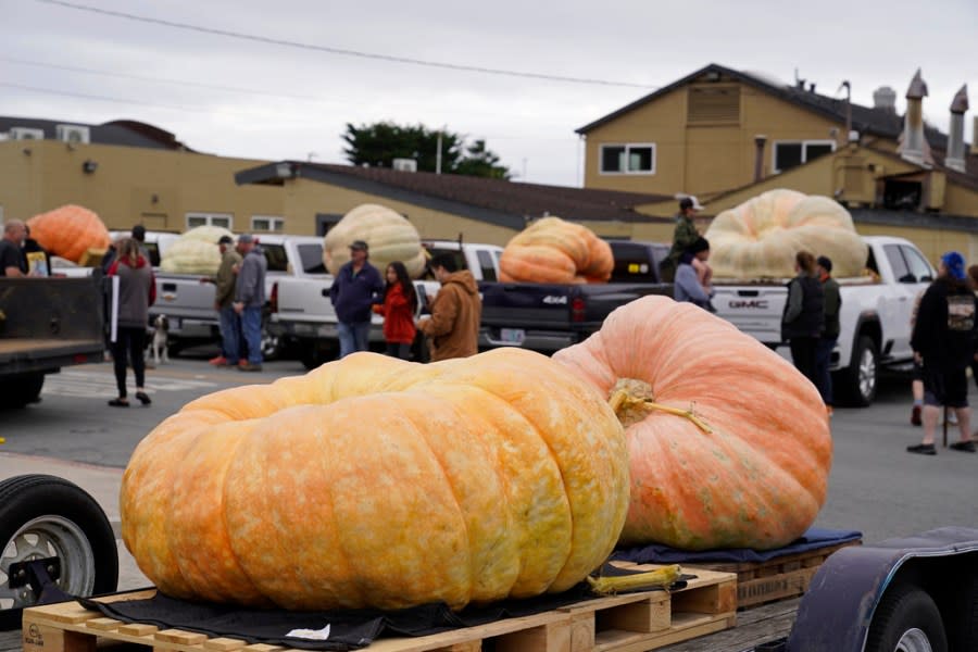 Pumpkins are displayed before being weighed at the Safeway 50th annual World Championship Pumpkin Weigh-Off in Half Moon Bay, Calif., Monday, Oct. 9, 2023. (AP Photo/Eric Risberg)