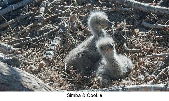 Jackie and Shadow's babies, Simba and Cookie, are pictured shortly after their birth in April 2019. Cookie was soon after killed in a snow storm followed by freezing rain, while Simba survived and left the nest that July. He's one of three eaglets that Jackie has successfully raised.