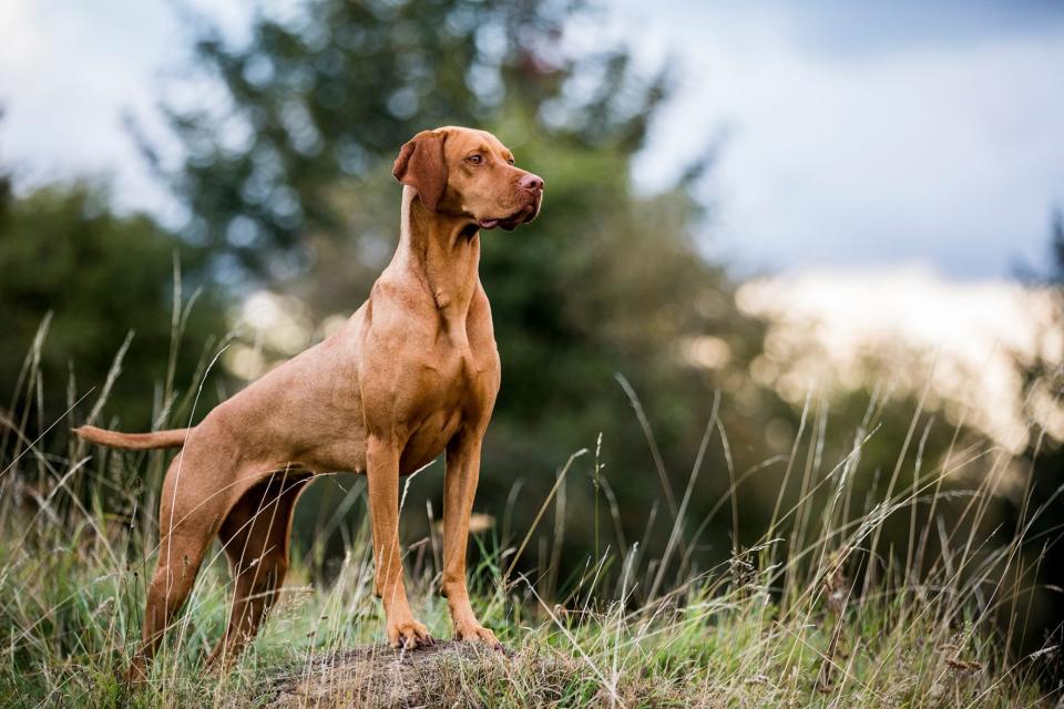 Portrait of Vizla dog standing on a meadow.