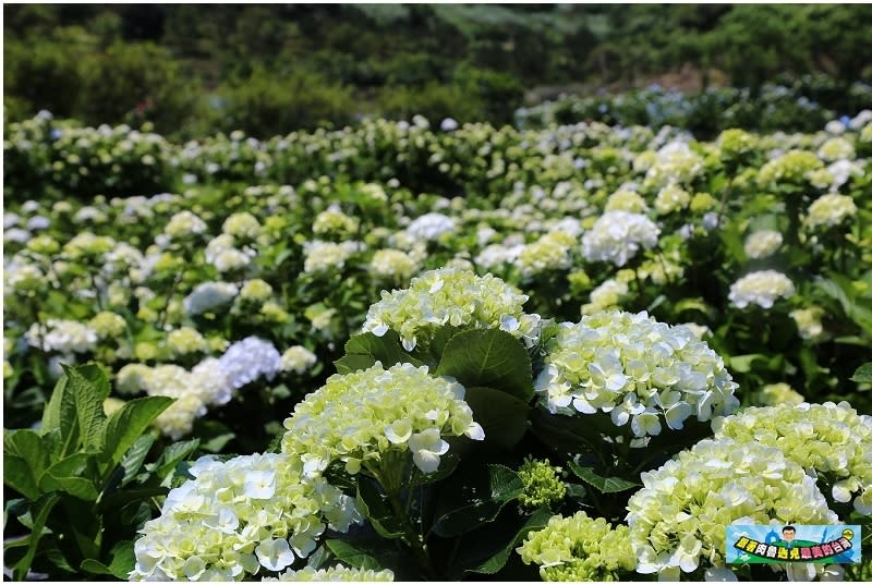 新北市萬里｜高家繡球花