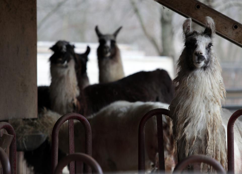 Surviving llamas look out from a barn at the Louisville Llama Farm. Multiple llamas were attacked on the farm overnight. Six of the llamas have died and several are in serious condition. It is unknown what attacked the animals. Feb. 18, 2019.
