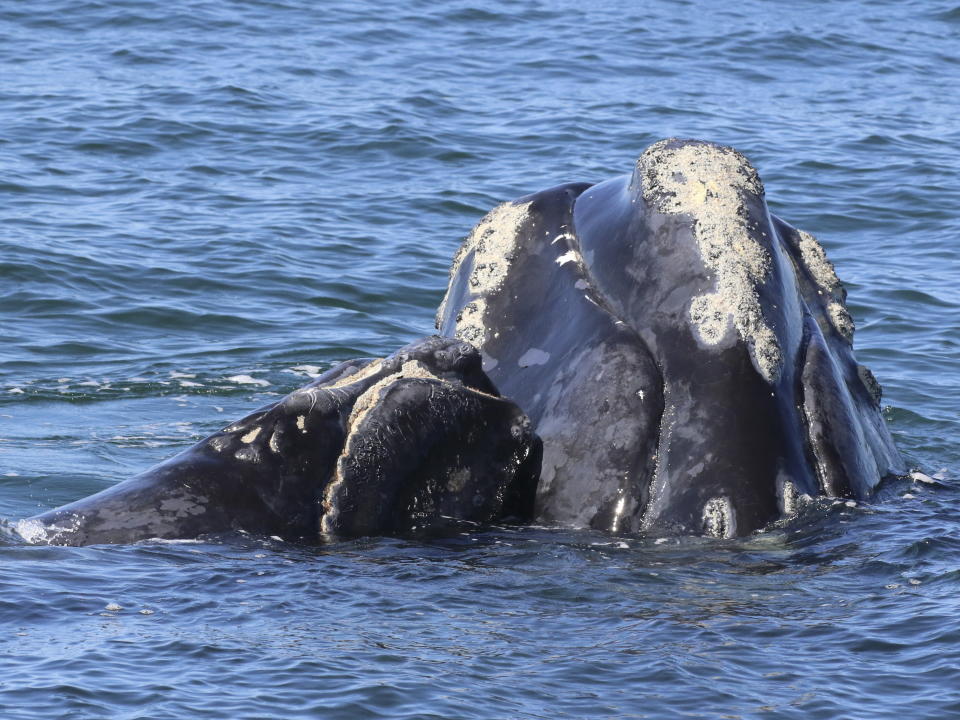 This March 11, 2021 photo provided by the Georgia Department of Natural Resources shows a North Atlantic right whale mother and calf in waters near Cumberland Island, Ga. Scientists recorded 17 newborn right whale calves during the critically endangered species' winter calving season off the Atlantic coast of the southeastern U.S. (Georgia Department of Natural Resources/NOAA Permit #20556 via AP)