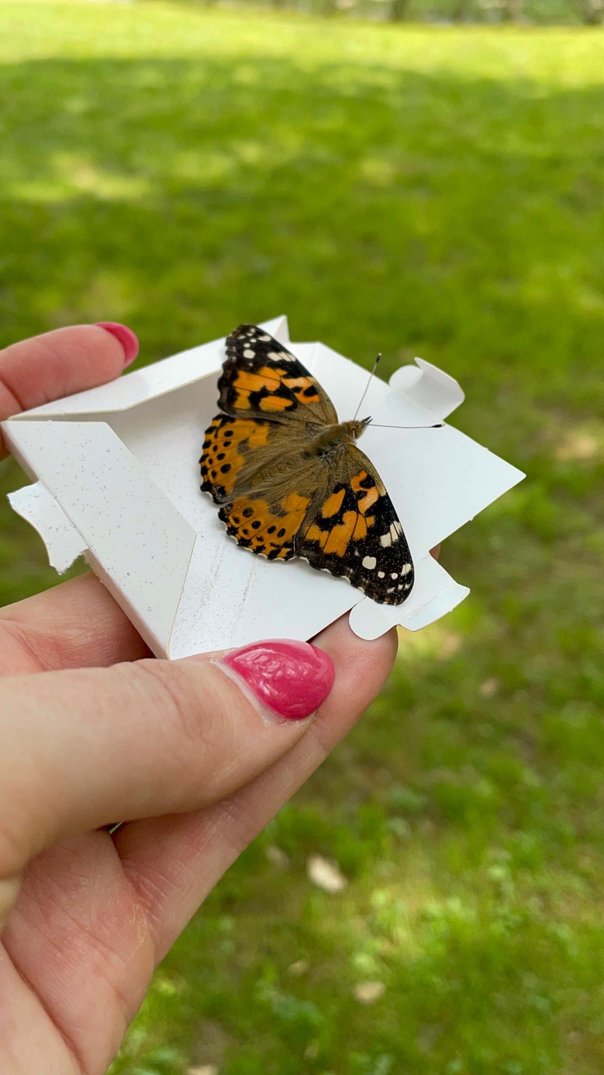 Last year’s Ohio’s Hospice LifeCare Butterfly Release raised more than $11,000 to support patient care and services. This year's event is June 2.