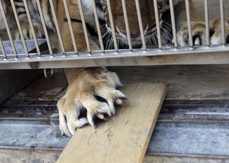 A tiger claws a wooden plank in a cage during a media tour organised by circus workers union, to show animals from some circuses that have already shut, in a town called Tizayuca, near Mexico City March 9, 2015. REUTERS/Henry Romero