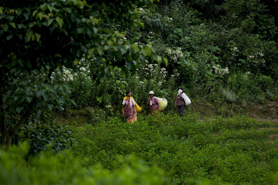 Farmers from Bolivia's Yungas region carry bags of coca after harvesting on the outskirts of Trinidad Pampa, a coca-producing area, Saturday, April 13, 2024. Global decriminalization, coca growers say, would bring more export revenues as an economic crisis looms due to the rapid depletion of Bolivia’s foreign-exchange reserves. (AP Photo/Juan Karita)