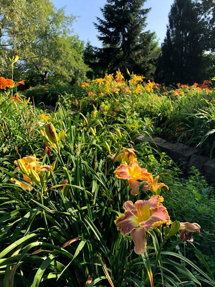 The daylily display garden in the Webster Arboretum is a short hike from the parking lot.