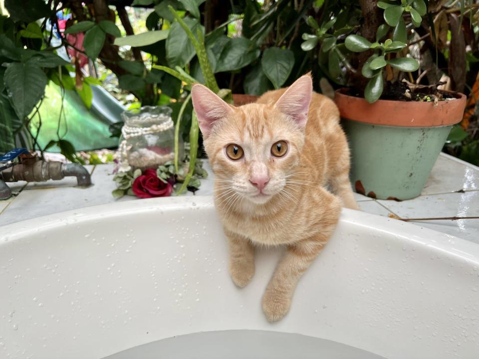 A orange cat on the edge of a white outdoor bathtub