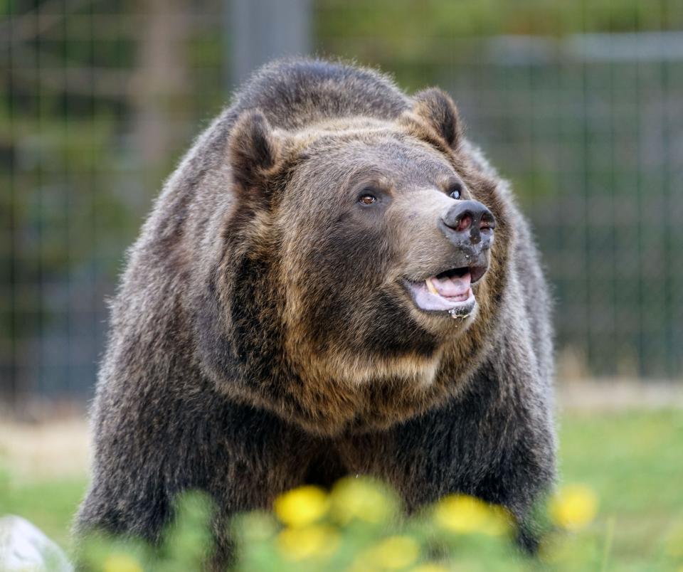A grizzly bear living at the Grizzly & Wolf Discovery Center in West Yellowstone, Montana, explores its enclosure.