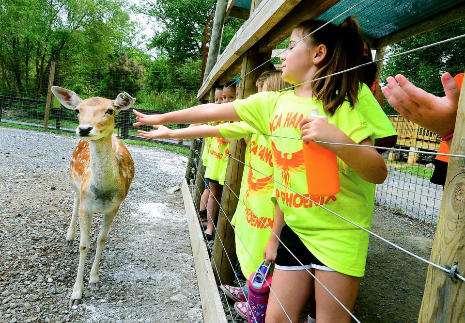 Madyson Boczer, 7, of Hanover, Pa., and other children reach out to pet a Eurasian Fallow deer at the Catoctin Wildlife Preserve and Zoo in Thurmont, Maryland.