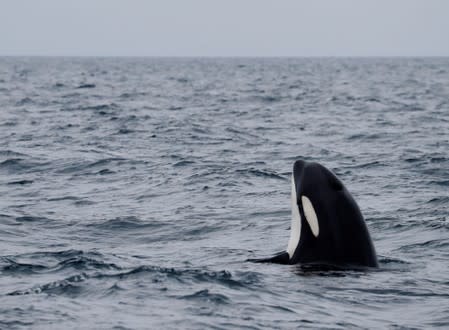 A killer whale jumps out of water in the sea near Rausu