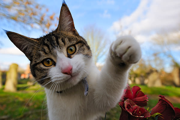 La mayoría de las gatas hembras serían diestras y los machos zurdos. Foto: D.R. Hutchinson / Getty Images.