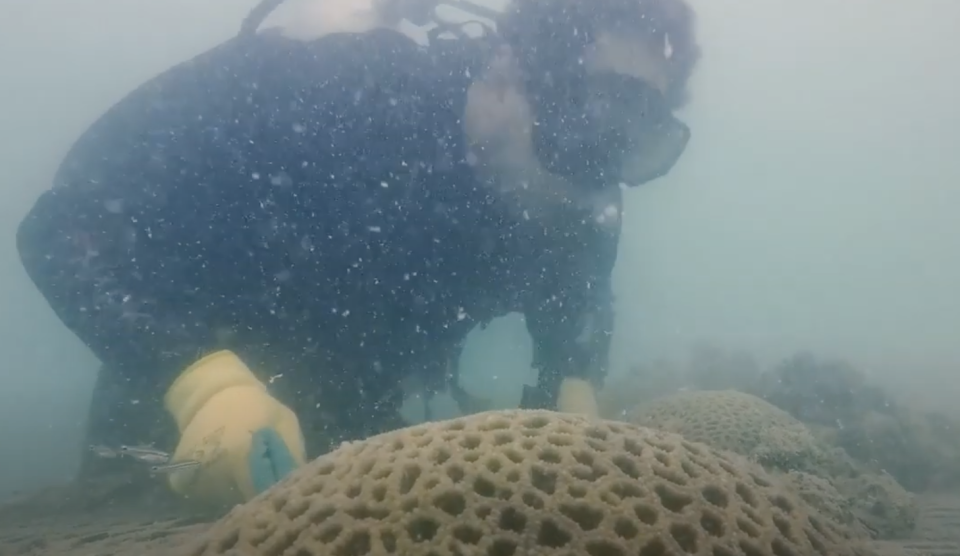 Underwater world with corals