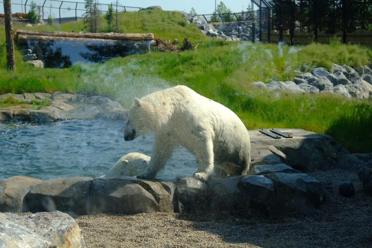 A polar bear at the Calgary Zoo/Wilder Institute cools off in a pool during a heat wave that has stretched into several days. (Josh McLean/CBC - image credit)