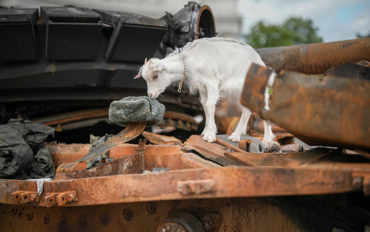 A pet goat on a Russian tank in Ukraine - Christopher Furlong /Getty Images Europe 