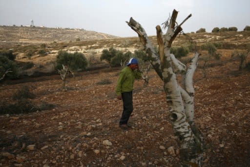 Palestinian farmer Mahmud Abu Shinar says the sight of severed olive trees has become a familiar one