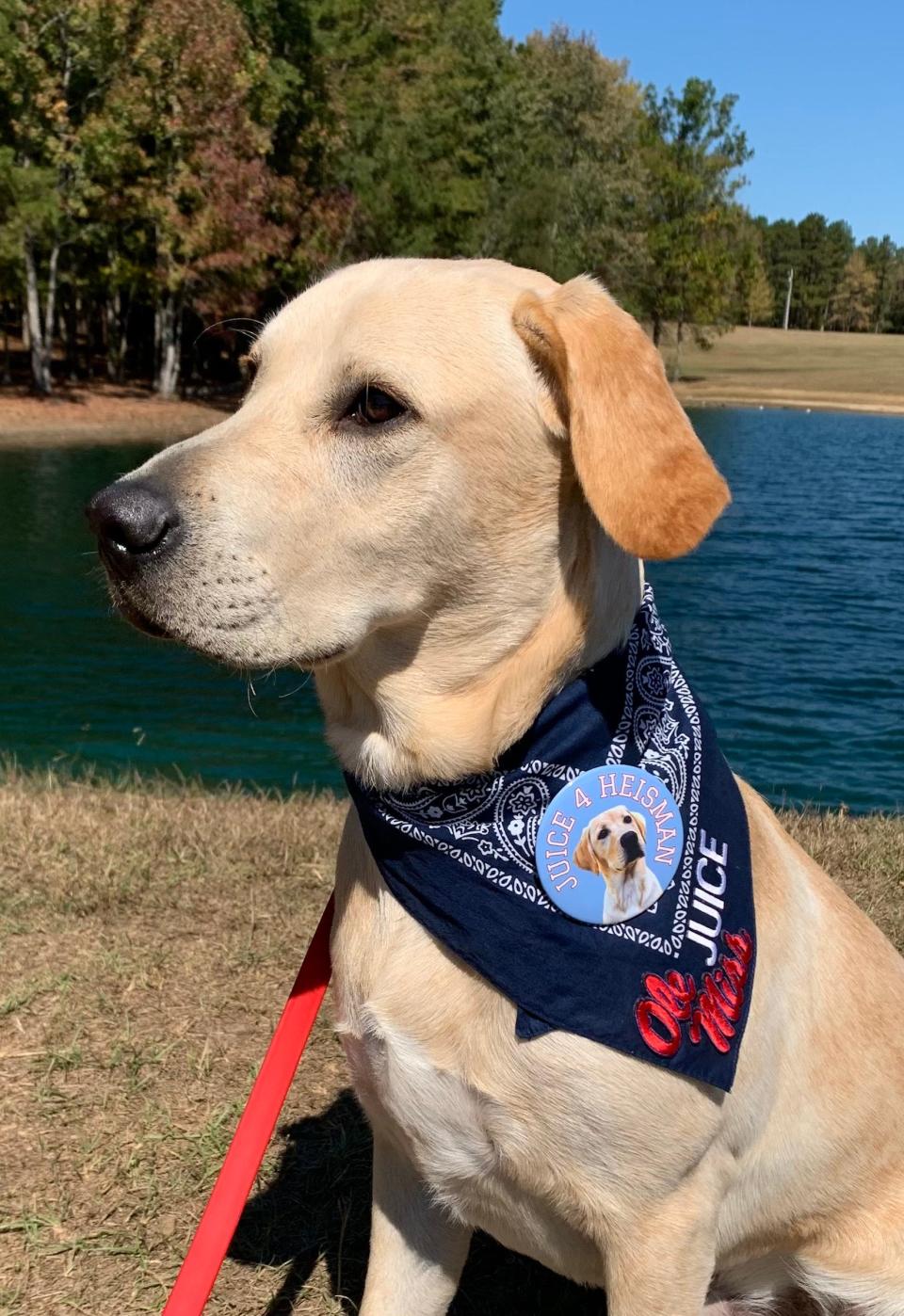 Juice Kiffin, the unofficial Ole Miss football mascot, has more than 43,000 followers on Twitter.