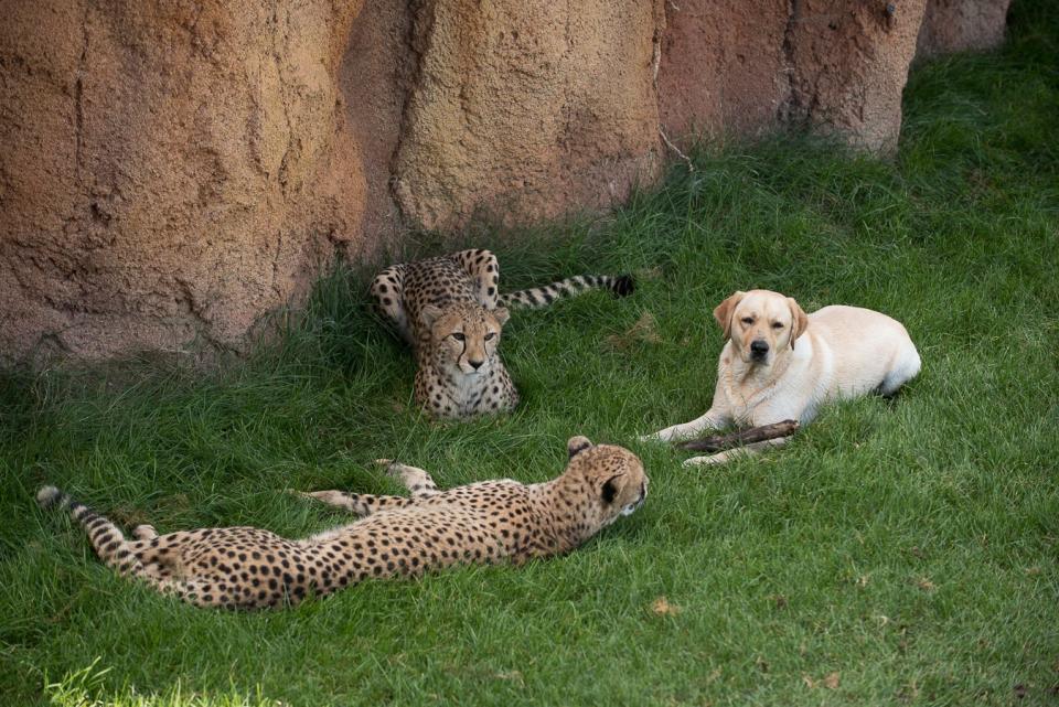 Coby, an 8-year-old Labrador retriever, helped raise at least 19 cheetahs.