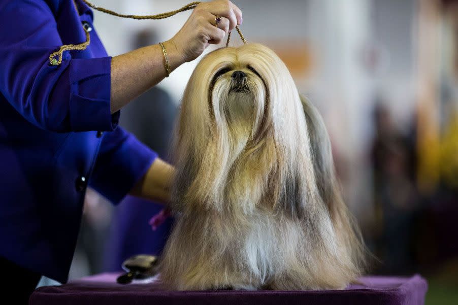 Westminster Dog Show Photos They Don't Want You to See