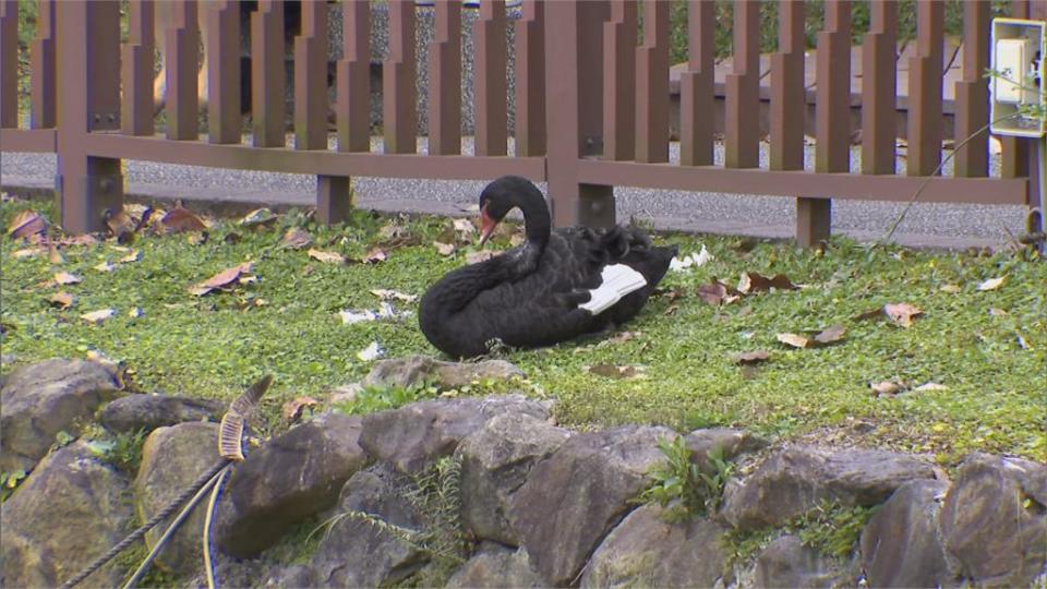 台大醉月湖 鵝遭擄走宰殺 警掌握鴨舌帽男疑涉案