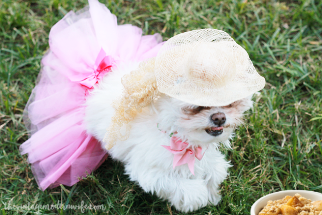 Kid And Dog Costumes: The 16 Best Coordinating Options For Halloween - The  Dodo