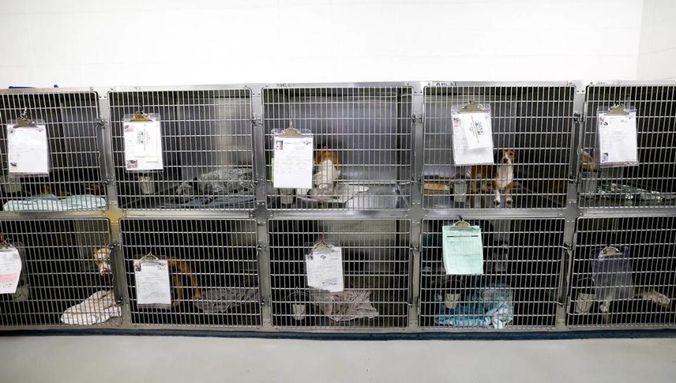 Kennels line one wall of the intake room for strays or animals surrendered at the Chuck Silcox Animal Care & Control Center on Wednesday, October 25, 2023, in Fort Worth.